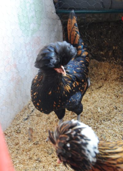 Gold Fizan Kuluçkalık Yumurta