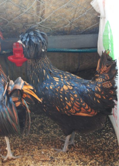 Gold Fizan Kuluçkalık Yumurta