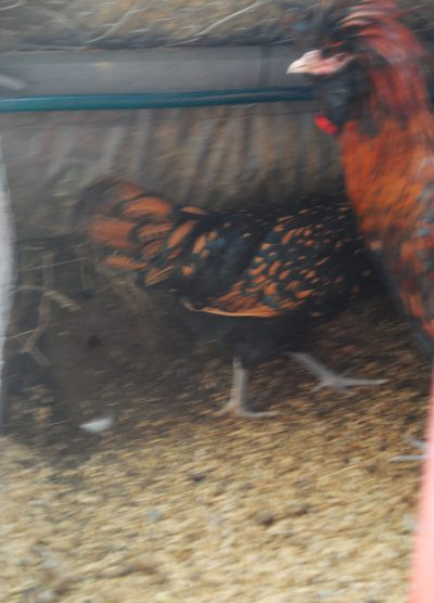 Gold Fizan Kuluçkalık Yumurta