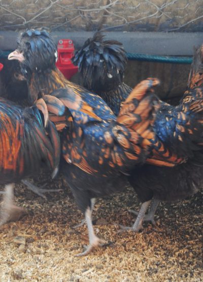 Gold Fizan Kuluçkalık Yumurta