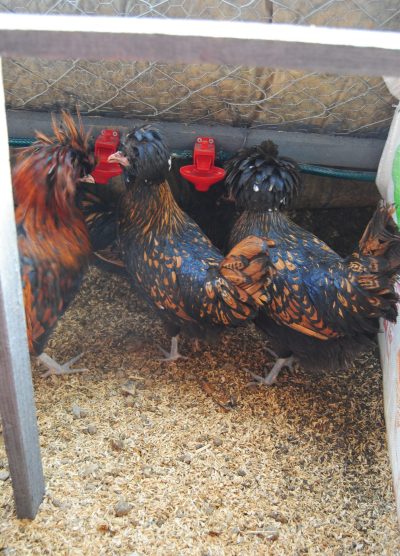 Gold Fizan Kuluçkalık Yumurta