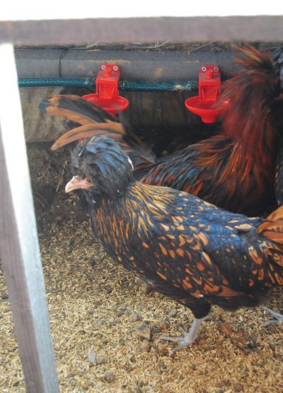 Gold Fizan Kuluçkalık Yumurta