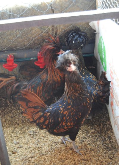 Gold Fizan Kuluçkalık Yumurta