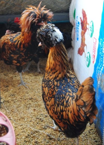 Gold Fizan Kuluçkalık Yumurta