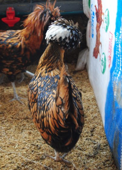 Gold Fizan Kuluçkalık Yumurta