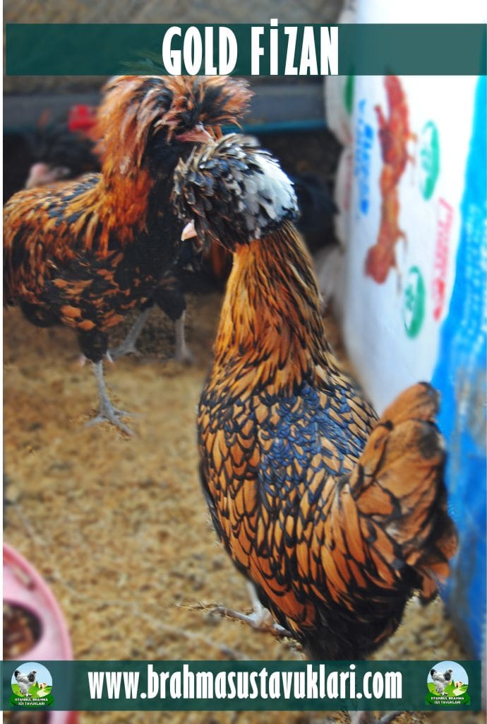 Gold Fizan Tavukları Özellikleri İstanbul Süs TAVUKLARI Gold Fizan Kuluçkalık Yumurta
