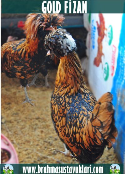 Gold Fizan Kuluçkalık Yumurta