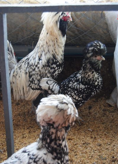 Gümüş Fizan Kuluçkalık Yumurta