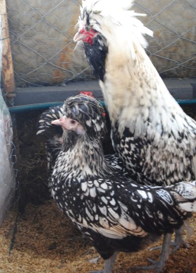 Gümüş Fizan Kuluçkalık Yumurta