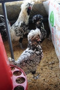 Gümüş Fizan Kuluçkalık Yumurta