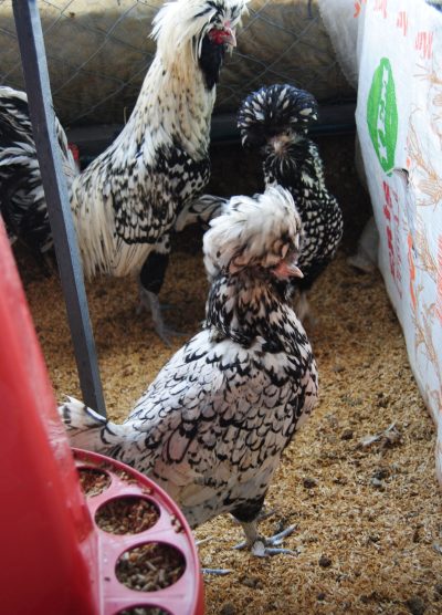 Gümüş Fizan Kuluçkalık Yumurta