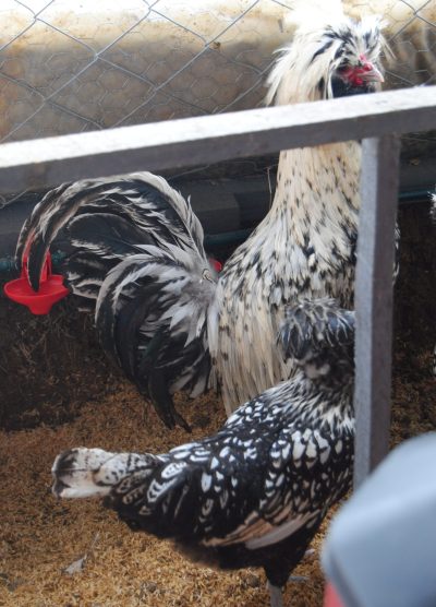 Gümüş Fizan Kuluçkalık Yumurta