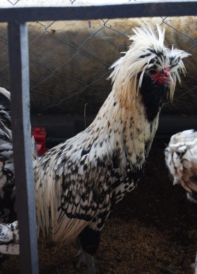 Gümüş Fizan Kuluçkalık Yumurta