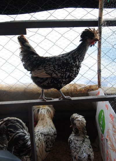 Gümüş Fizan Kuluçkalık Yumurta