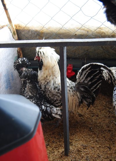 Gümüş Fizan Kuluçkalık Yumurta