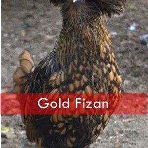 GOLD FİZAN