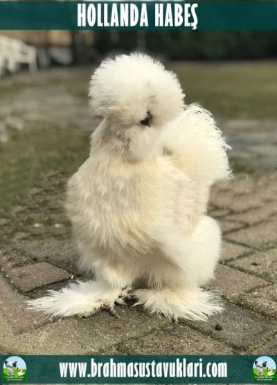 Hollanda Habeş Kuluçkalık Yumurta