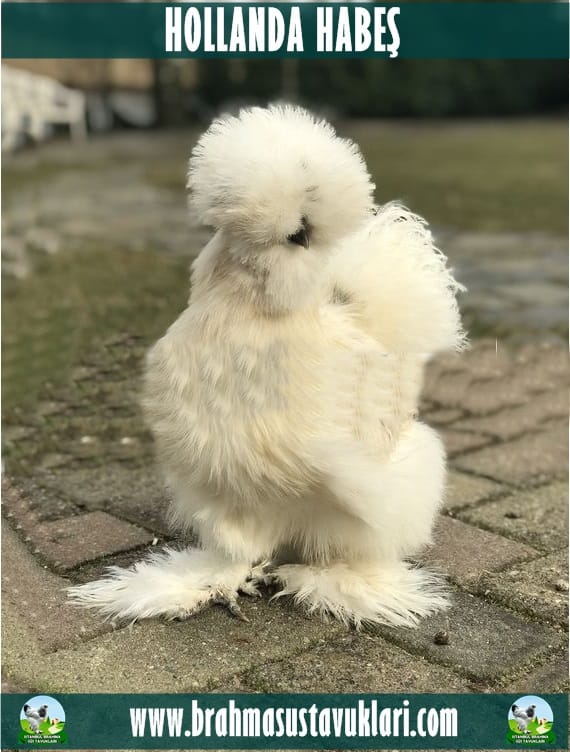 Hollanda Habeş Tavukları Özellikleri İstanbul Süs TAVUKLARI Hollanda Habeş Tavukları Özellikleri
