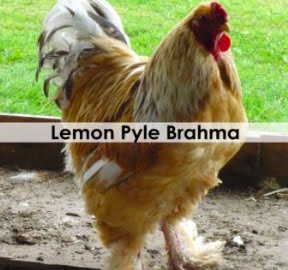 lemon pyle brahma