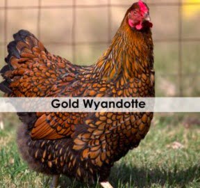 Gold wyandotte, gold wyandotte tavuk, gold wyandotte civciv, gold wyandotte horoz
