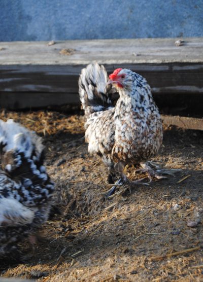 İspenç Kuluçkalık Yumurta