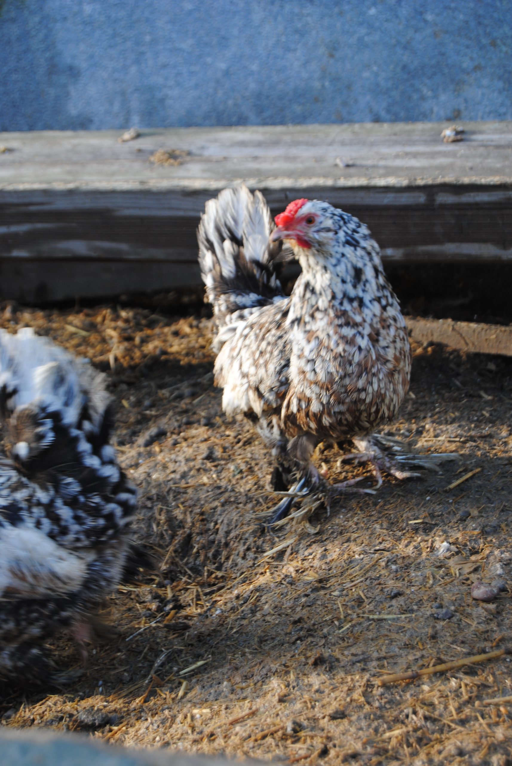 İspenç Kuluçkalık Yumurta İstanbul Süs TAVUKLARI İspenç Kuluçkalık Yumurta