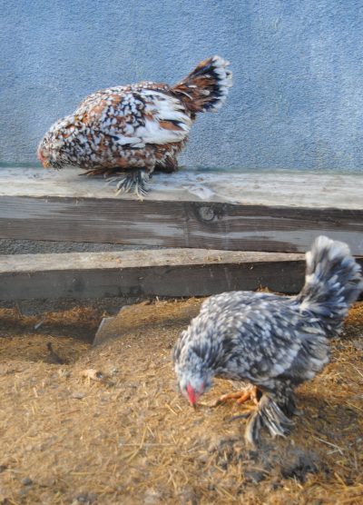 İspenç Kuluçkalık Yumurta