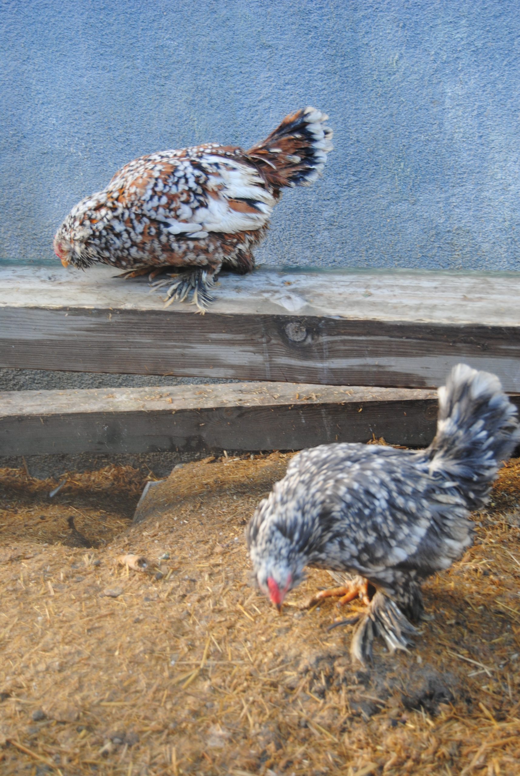 İspenç Kuluçkalık Yumurta İstanbul Süs TAVUKLARI İspenç Kuluçkalık Yumurta