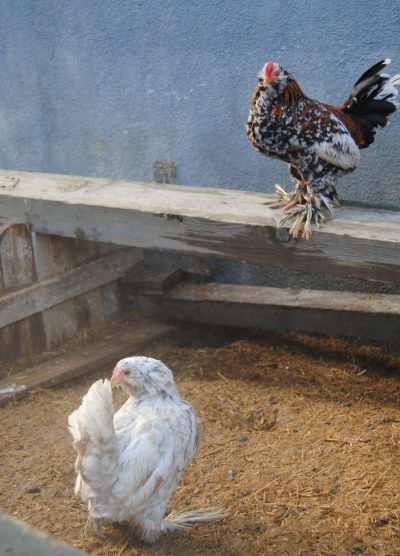 İspenç Kuluçkalık Yumurta