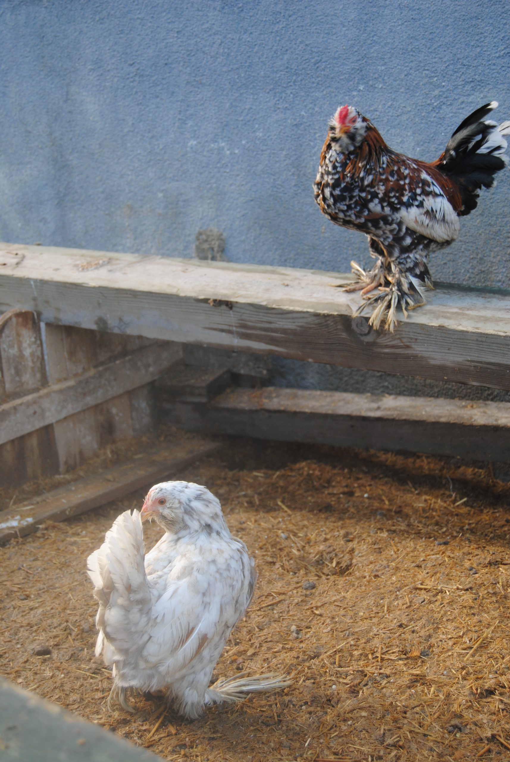İspenç Kuluçkalık Yumurta İstanbul Süs TAVUKLARI İspenç Kuluçkalık Yumurta