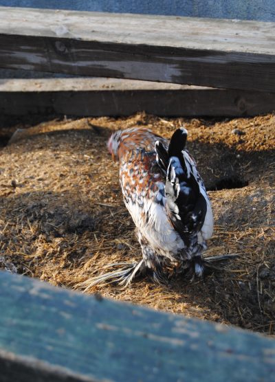 İspenç Kuluçkalık Yumurta
