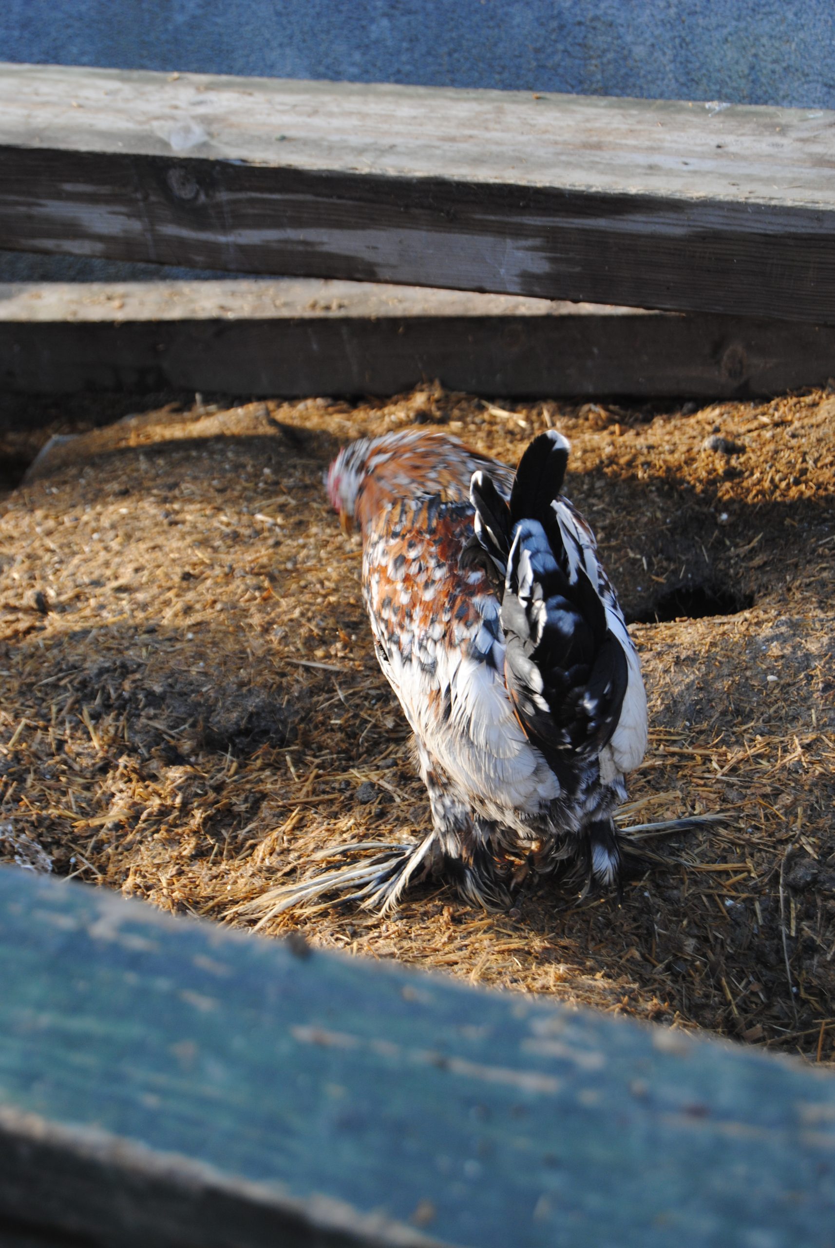 İspenç Kuluçkalık Yumurta İstanbul Süs TAVUKLARI İspenç Kuluçkalık Yumurta
