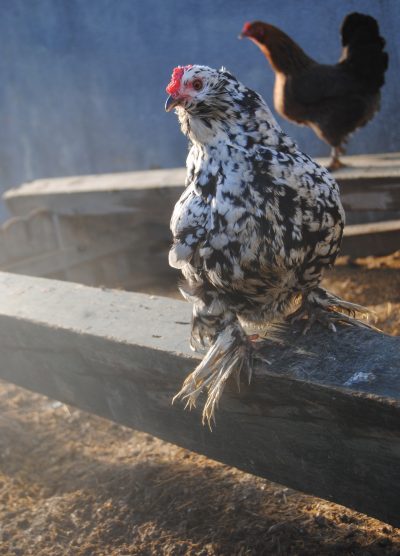 İspenç Kuluçkalık Yumurta