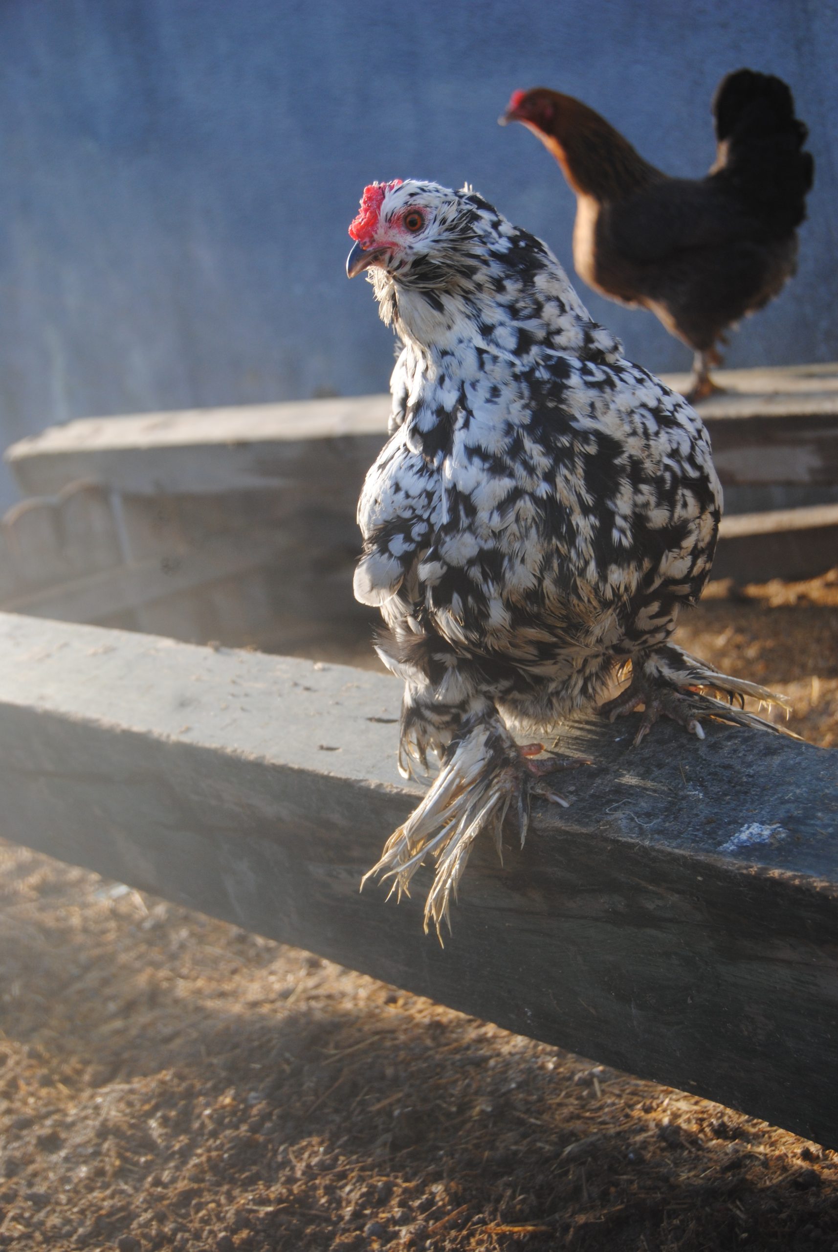 İspenç Kuluçkalık Yumurta İstanbul Süs TAVUKLARI İspenç Kuluçkalık Yumurta