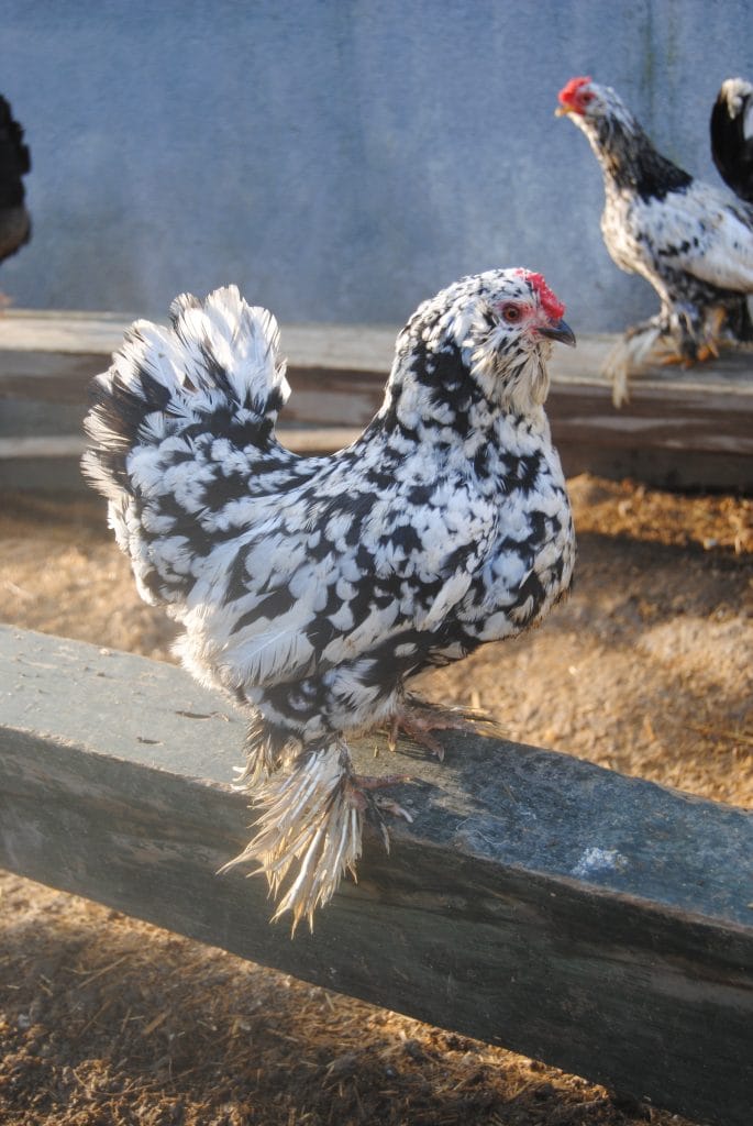 İspenç Tavuk Özellikleri - İspenç Milli Irk İstanbul Süs TAVUKLARI İspenç Kuluçkalık Yumurta