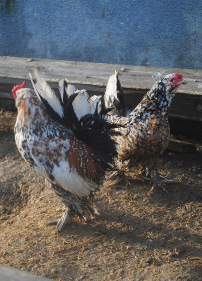 İspenç Kuluçkalık Yumurta