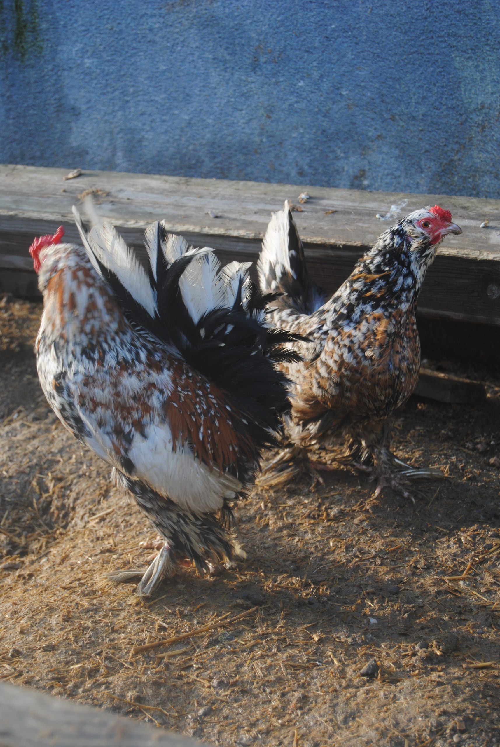 İspenç Kuluçkalık Yumurta İstanbul Süs TAVUKLARI İspenç Kuluçkalık Yumurta