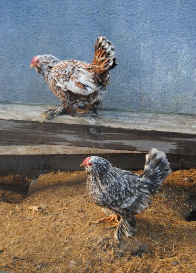 İspenç Kuluçkalık Yumurta