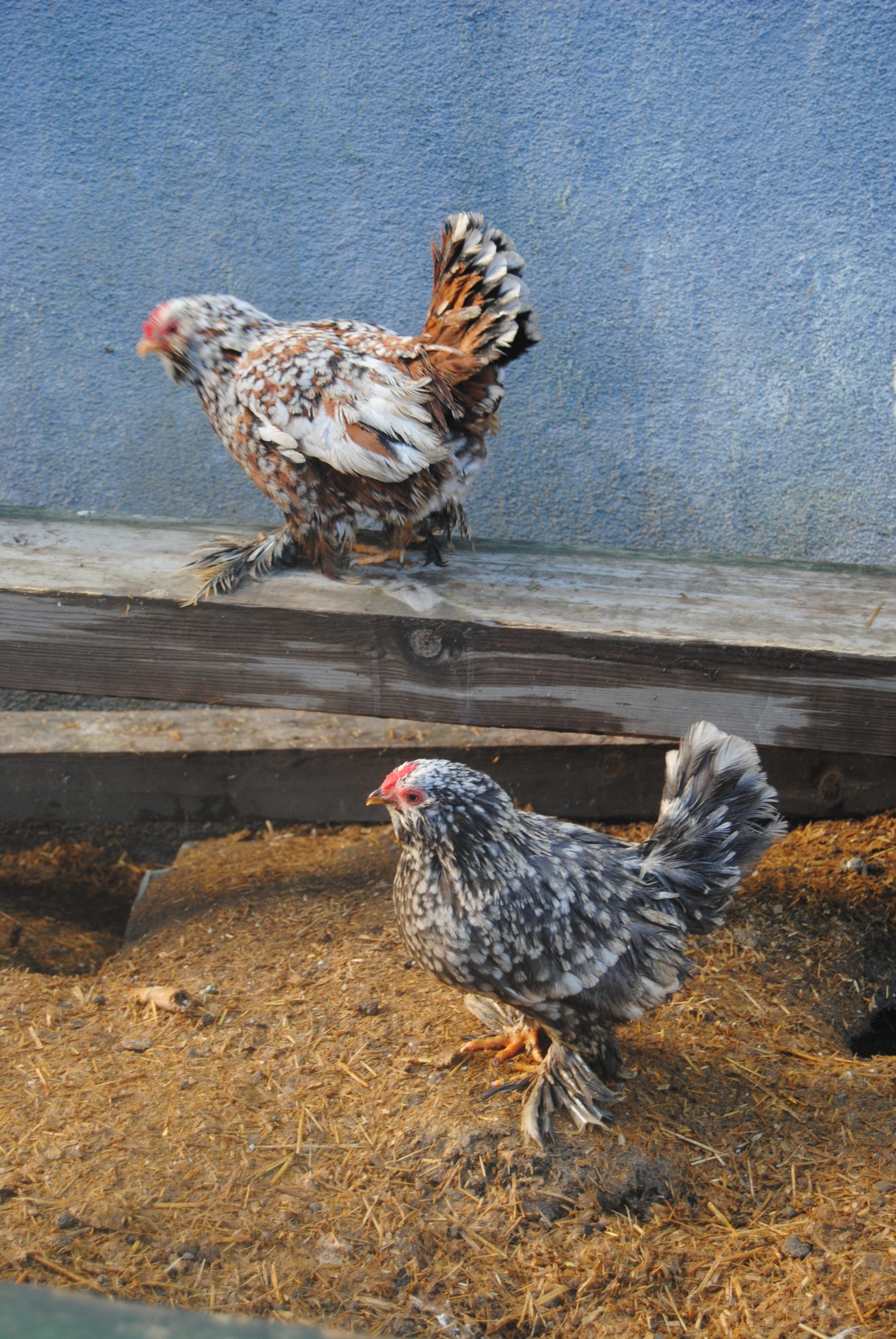 İspenç Kuluçkalık Yumurta İstanbul Süs TAVUKLARI İspenç Kuluçkalık Yumurta