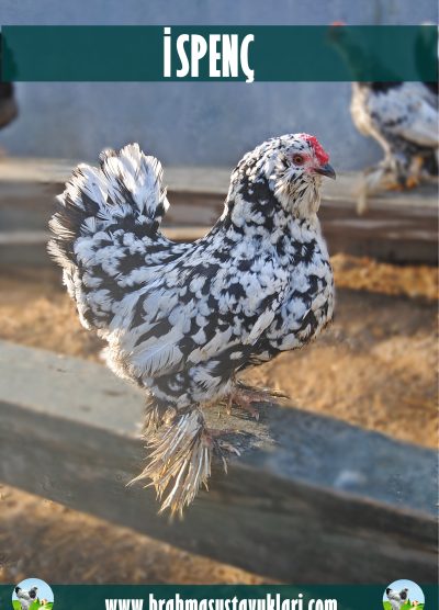 İspenç Kuluçkalık Yumurta