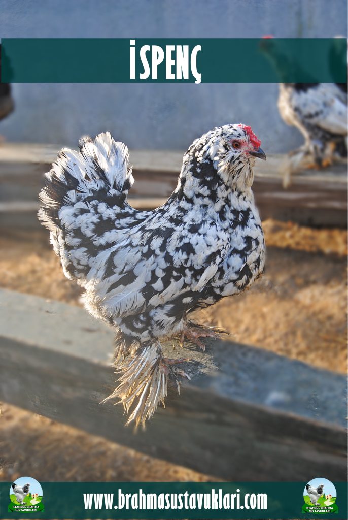 ispenç tavukları