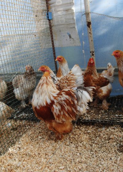 Lemon Pyle Brahma Kuluçkalık Yumurta