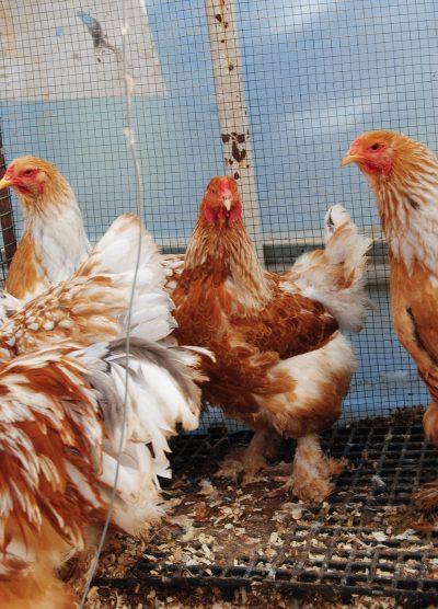 Lemon Pyle Brahma Kuluçkalık Yumurta