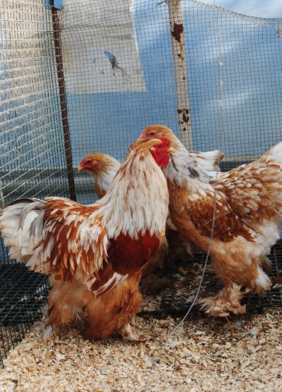 Lemon Pyle Brahma Kuluçkalık Yumurta