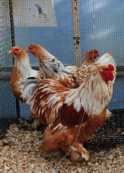 Lemon Pyle Brahma Kuluçkalık Yumurta