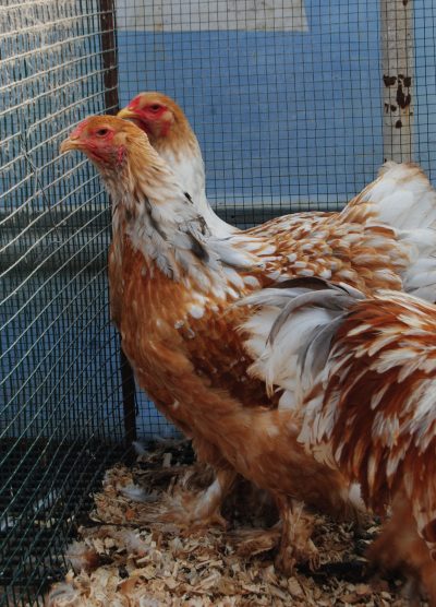 Lemon Pyle Brahma Kuluçkalık Yumurta