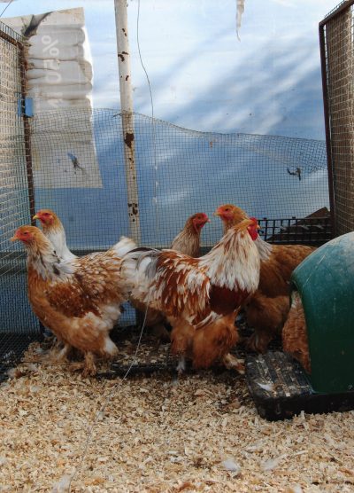 Lemon Pyle Brahma Kuluçkalık Yumurta