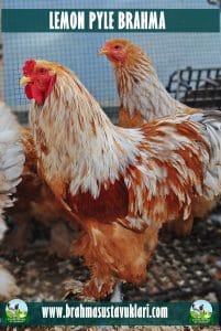 Lemon Pyle Brahma Kuluçkalık Yumurta