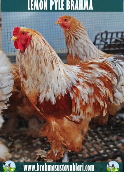 Lemon Pyle Brahma Kuluçkalık Yumurta