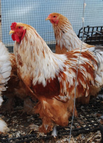 Lemon Pyle Brahma Kuluçkalık Yumurta